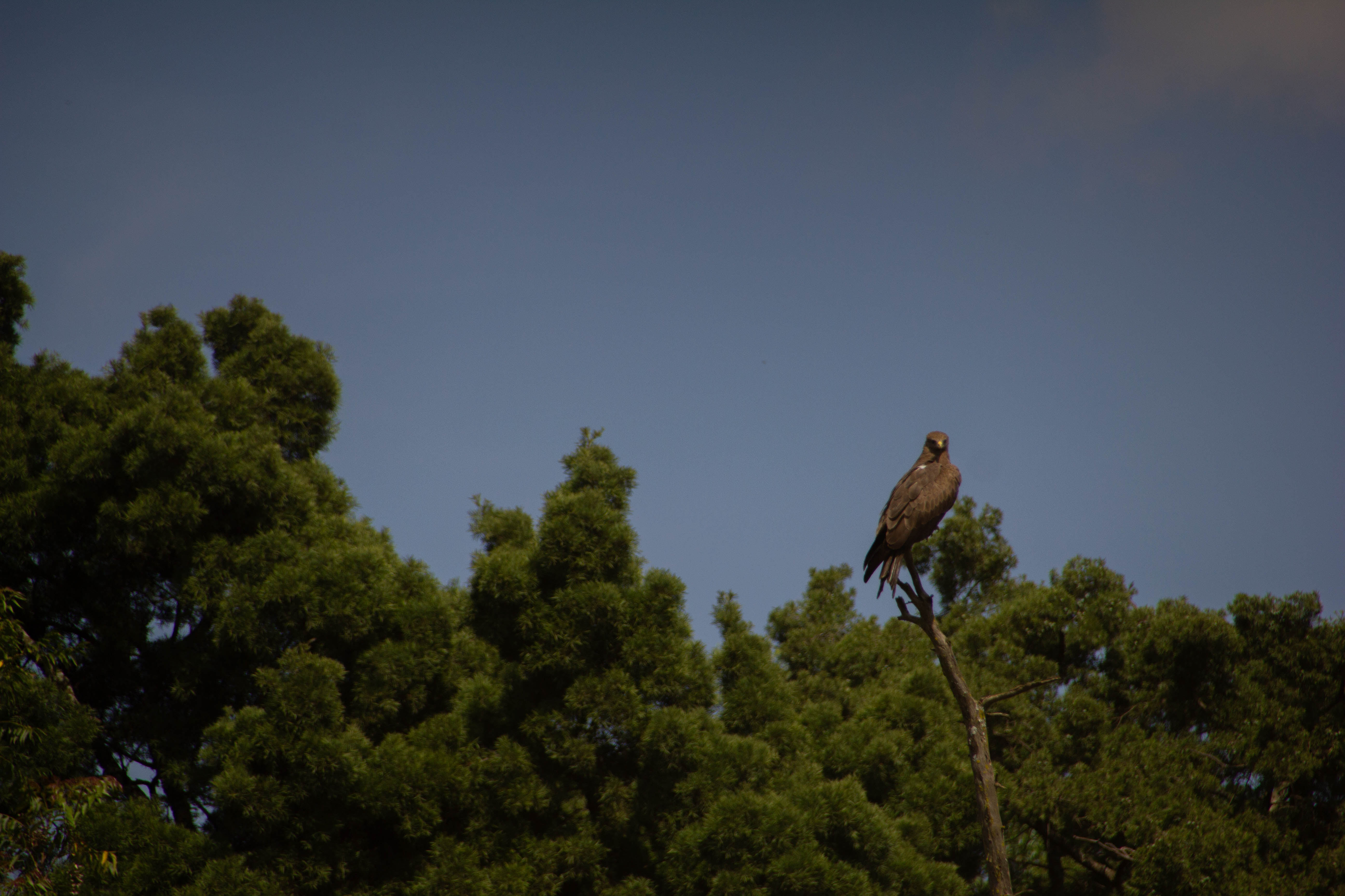 Kenya 2012